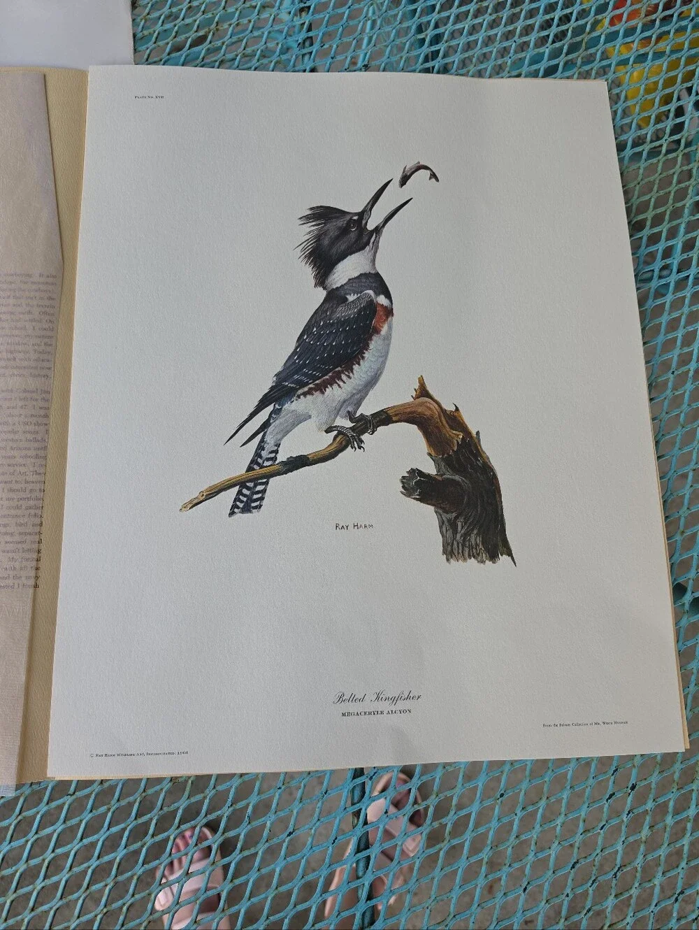Ray Harm Belted Kingfisher Print