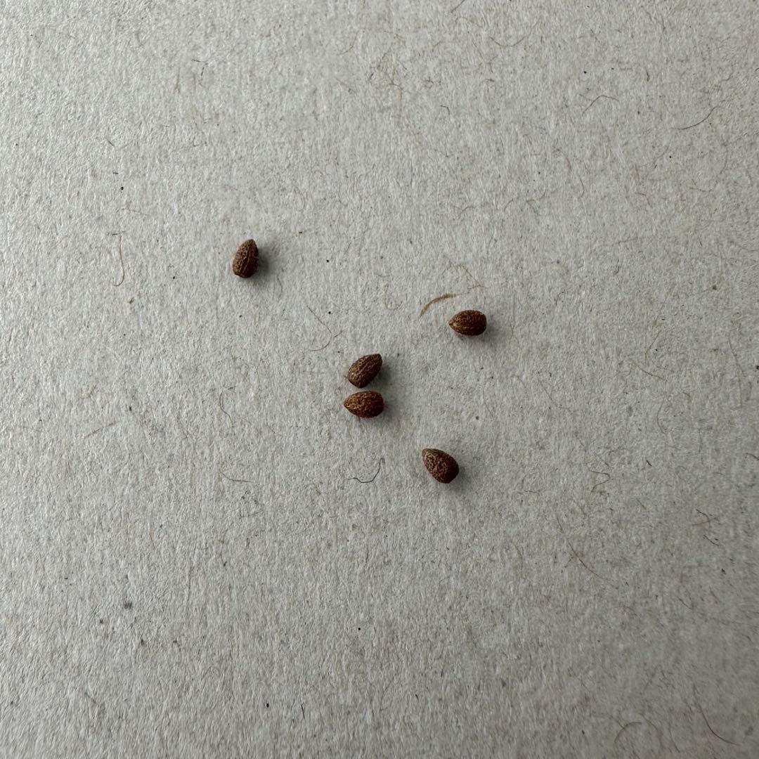 Ma*o様 Euphorbia brevivolia Fresh Seeds (5 seeds)