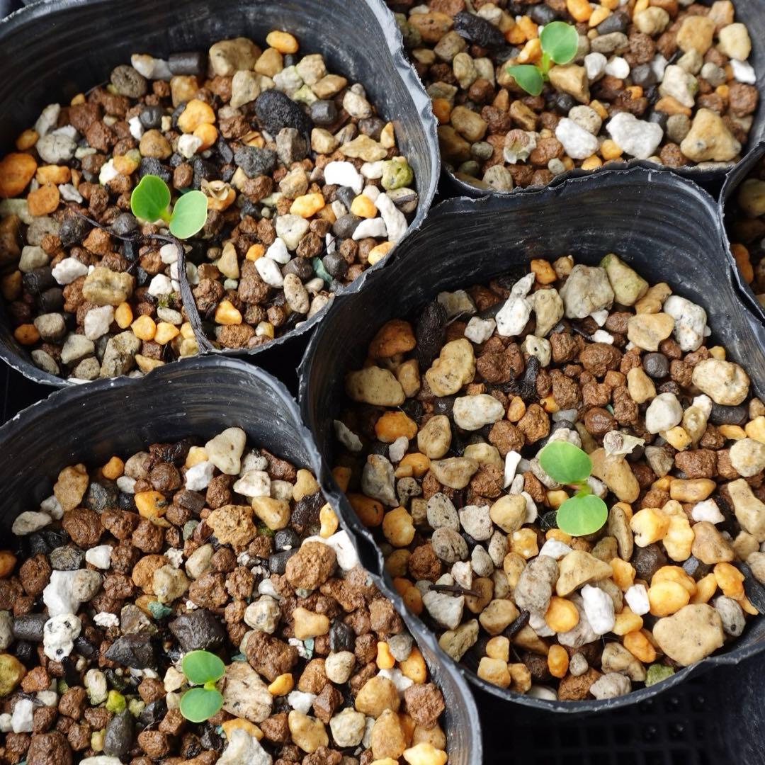Ma*o様 Euphorbia brevivolia Fresh Seeds (5 seeds)