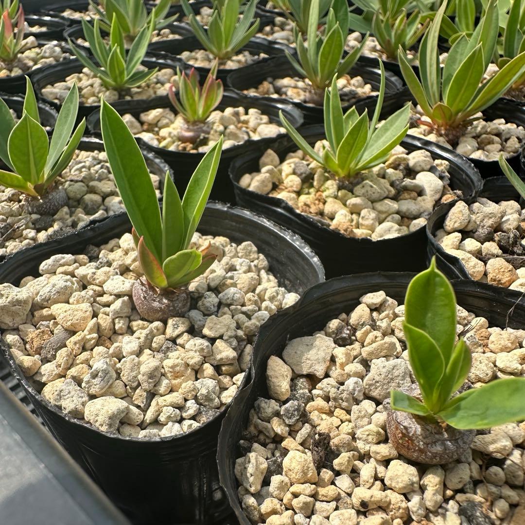 Ma*o様 Euphorbia brevivolia Fresh Seeds (5 seeds)